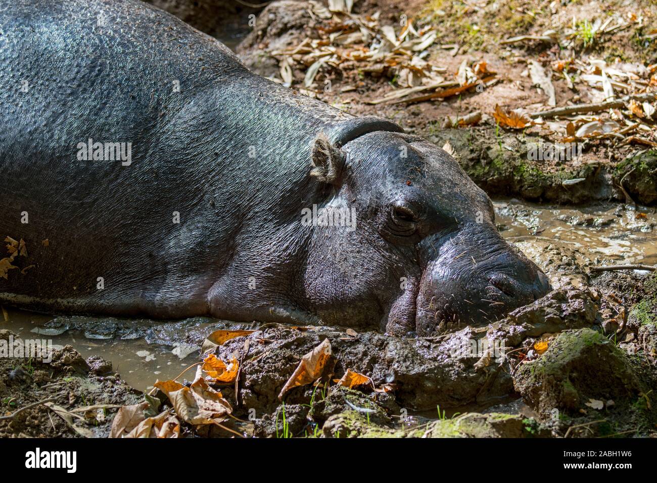 (Hippopotame pygmée Choeropsis liberiensis Hexaprotodon liberiensis /) reposant dans le trou de boue / bourbier, hippo indigènes de marais de l'Afrique de l'Ouest Banque D'Images