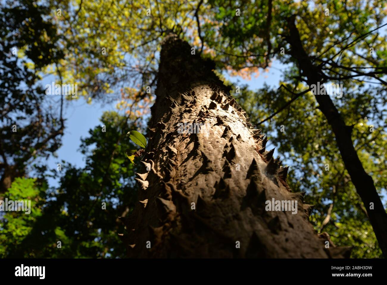 Résumé de l'arbre : paysage d'un grossier bombax, pasakdek Banque D'Images