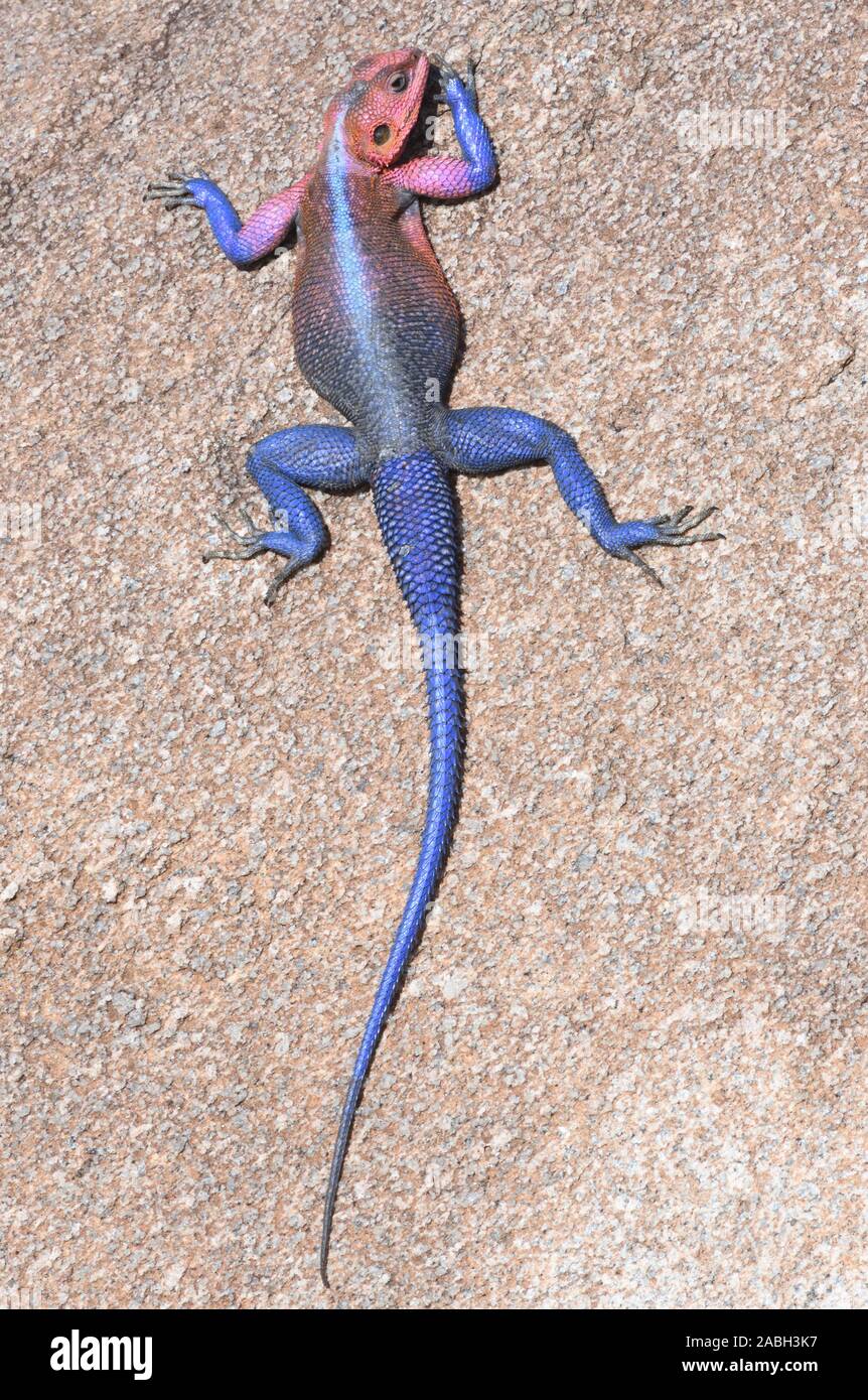 Un mâle de couleur vive à tête plate de Mwanza (Agama agama mwanzae rock) réchauffe en étant à plat sur un rocher vertical exposés à le soleil matinal. Banque D'Images