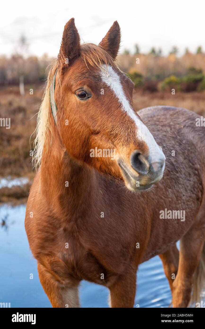 New Forest poney sur un jour d'automne humide, Hampshire, Royaume-Uni Banque D'Images