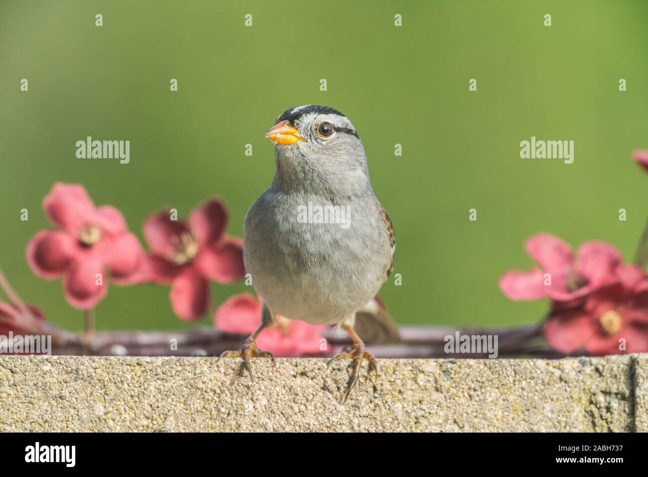 Sparrow le mur de ciment avec des fleurs Banque D'Images