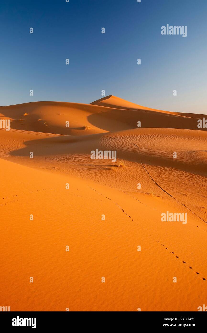 L'Erg Chebbi, Merzouga, Vallée de Ziz, désert du Sahara, Maroc Banque D'Images