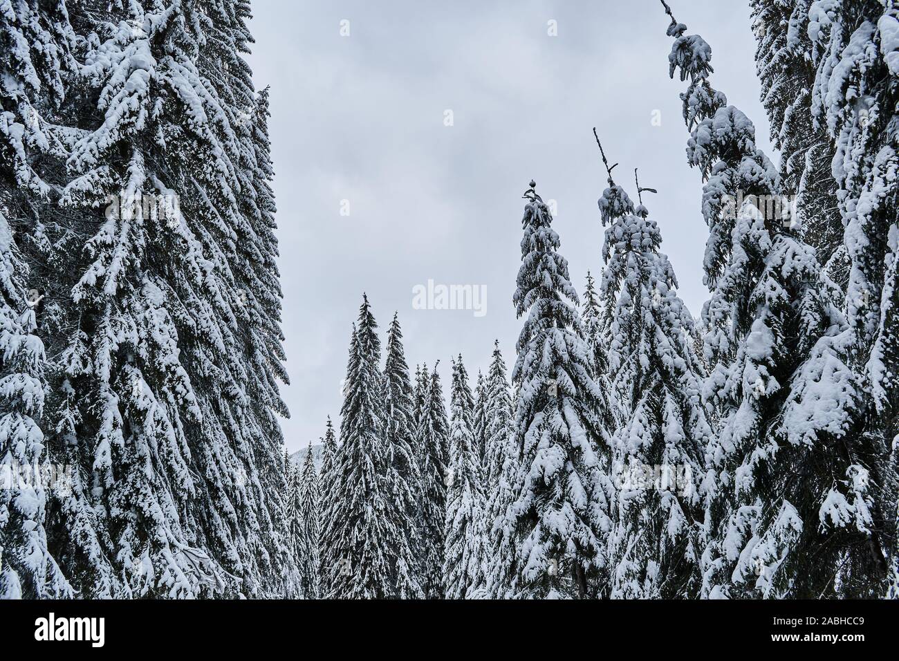 Sapins couverts de neige et le ciel Banque D'Images