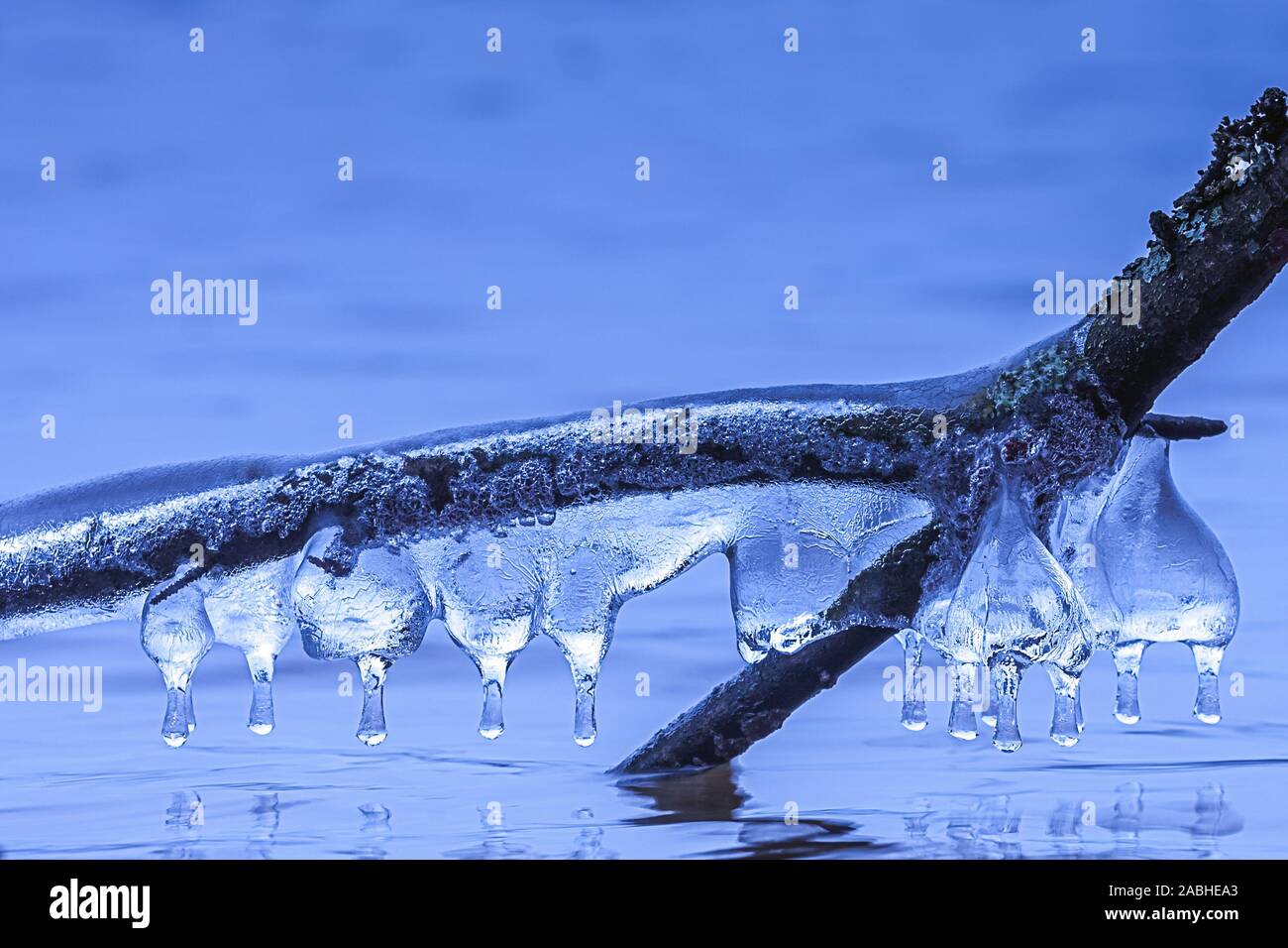 Formations Icicle sur une branche d'un arbre sur le lac Banque D'Images