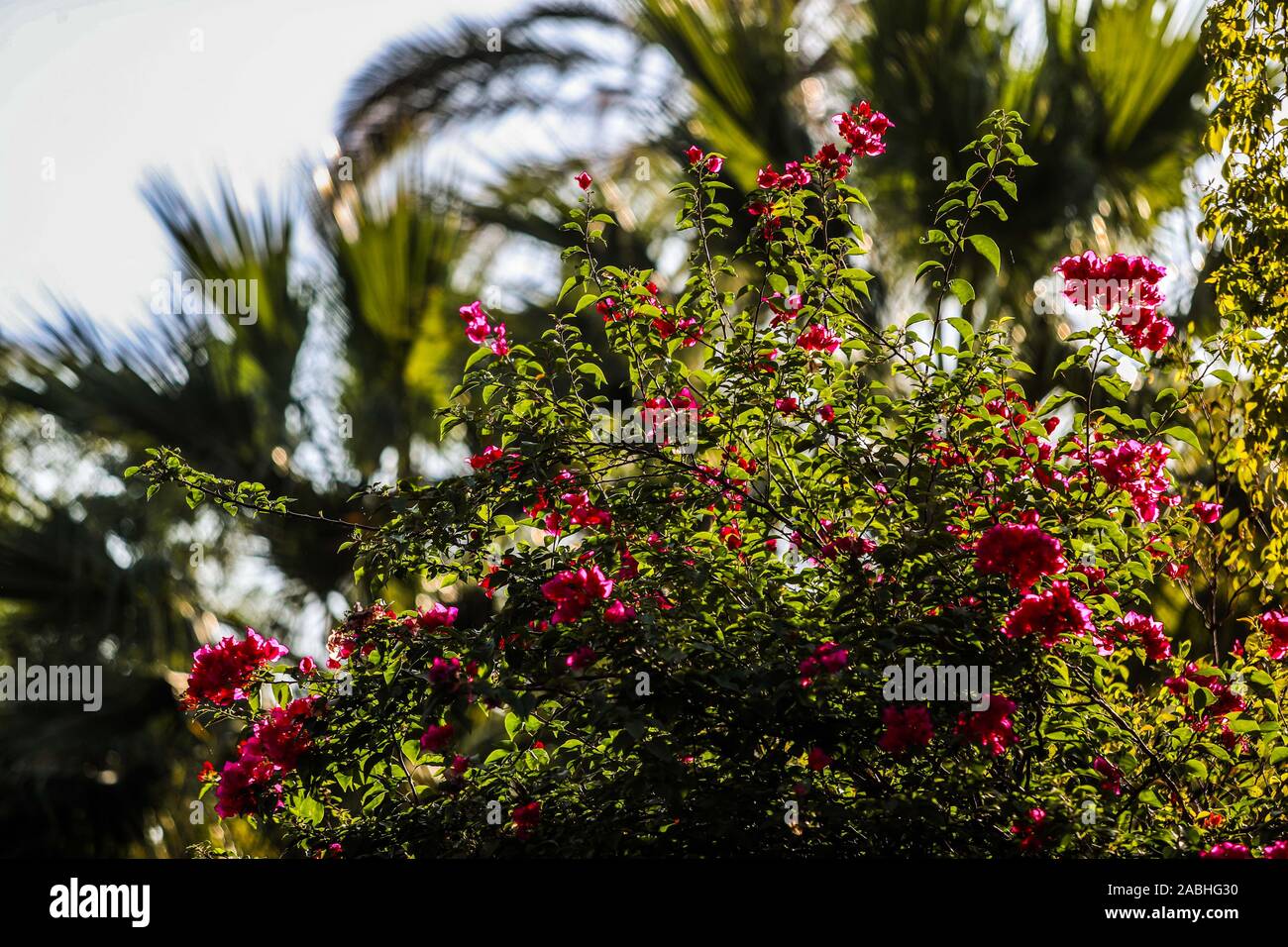 Bugambilia fleurs. flores de Bugambilia. Álamos, Sonora au Mexique, une ville coloniale et magique. Cette villa mexicaine était connu sous le nom de Real de Los Alamos ou L Banque D'Images