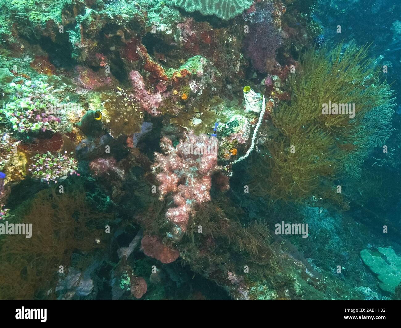 Une croissance de coraux mous sur l'épave de l'usat liberty à tulamben sur Bali Banque D'Images