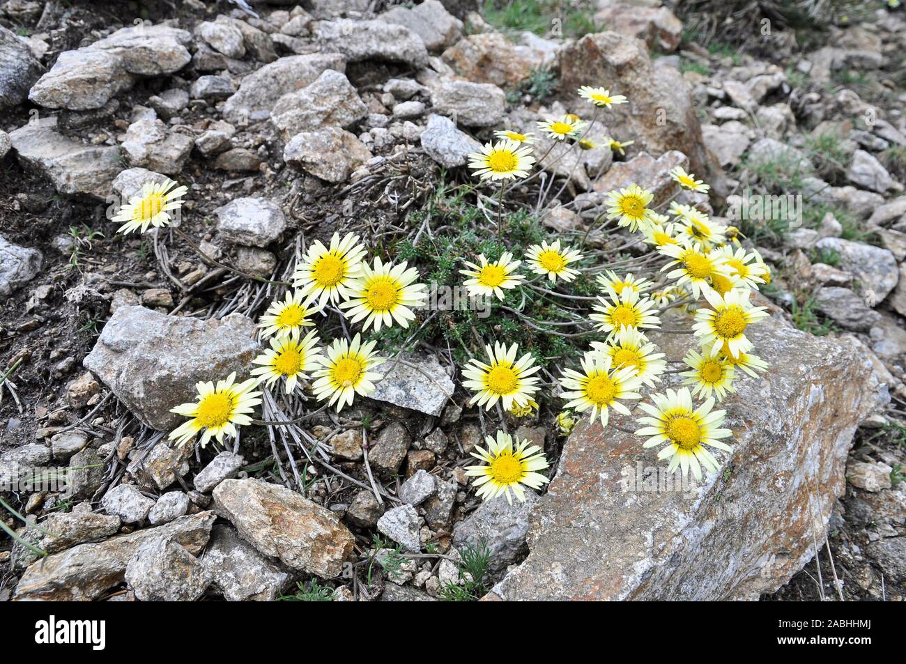 L'endémisme ibérique usine, Leucanthemopsis pallida, de fleurs de fleurs jaunes en vallée de la Fuenfría (Cercedilla, Parc National de Guadarrama, Madrid, Espagne) Banque D'Images