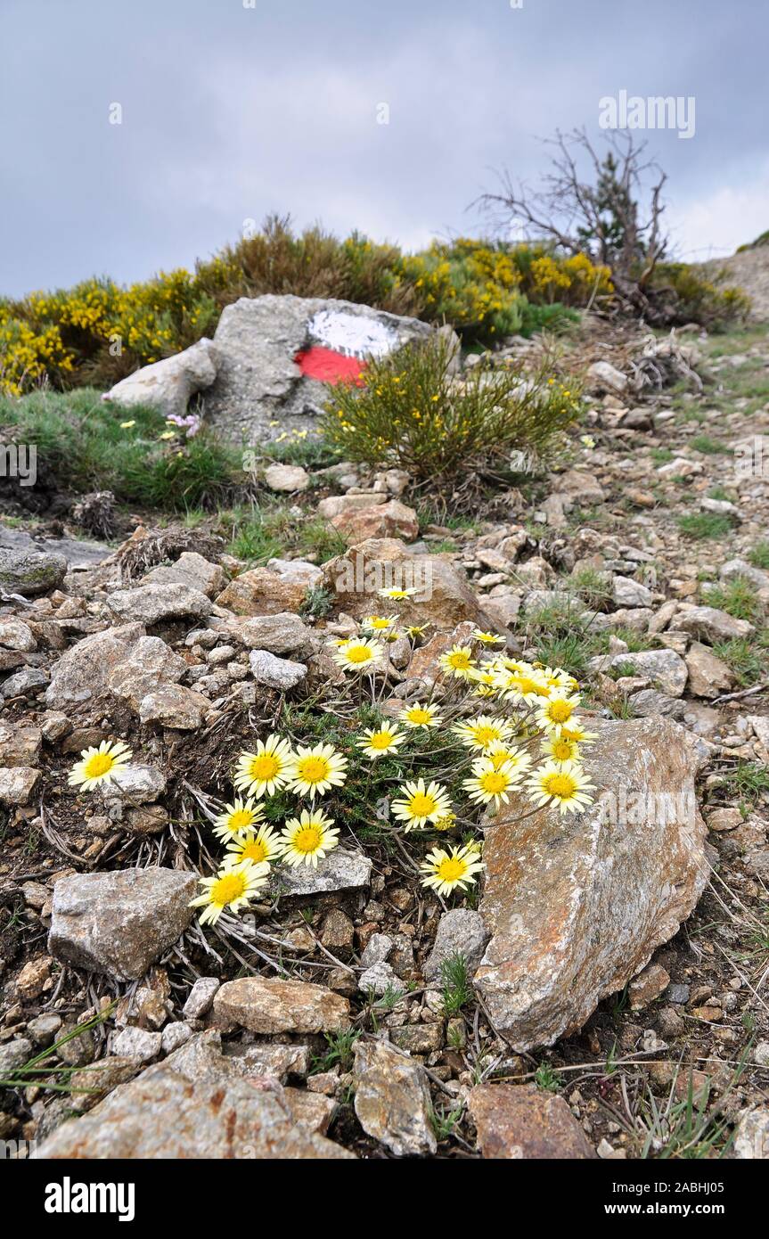 L'endémisme ibérique, Leucanthemopsis pallida, blooming près d'un sentier de randonnée GR-10 blaze dans Fuenfría Valley (Parc National de Guadarrama, Madrid, Espagne) Banque D'Images