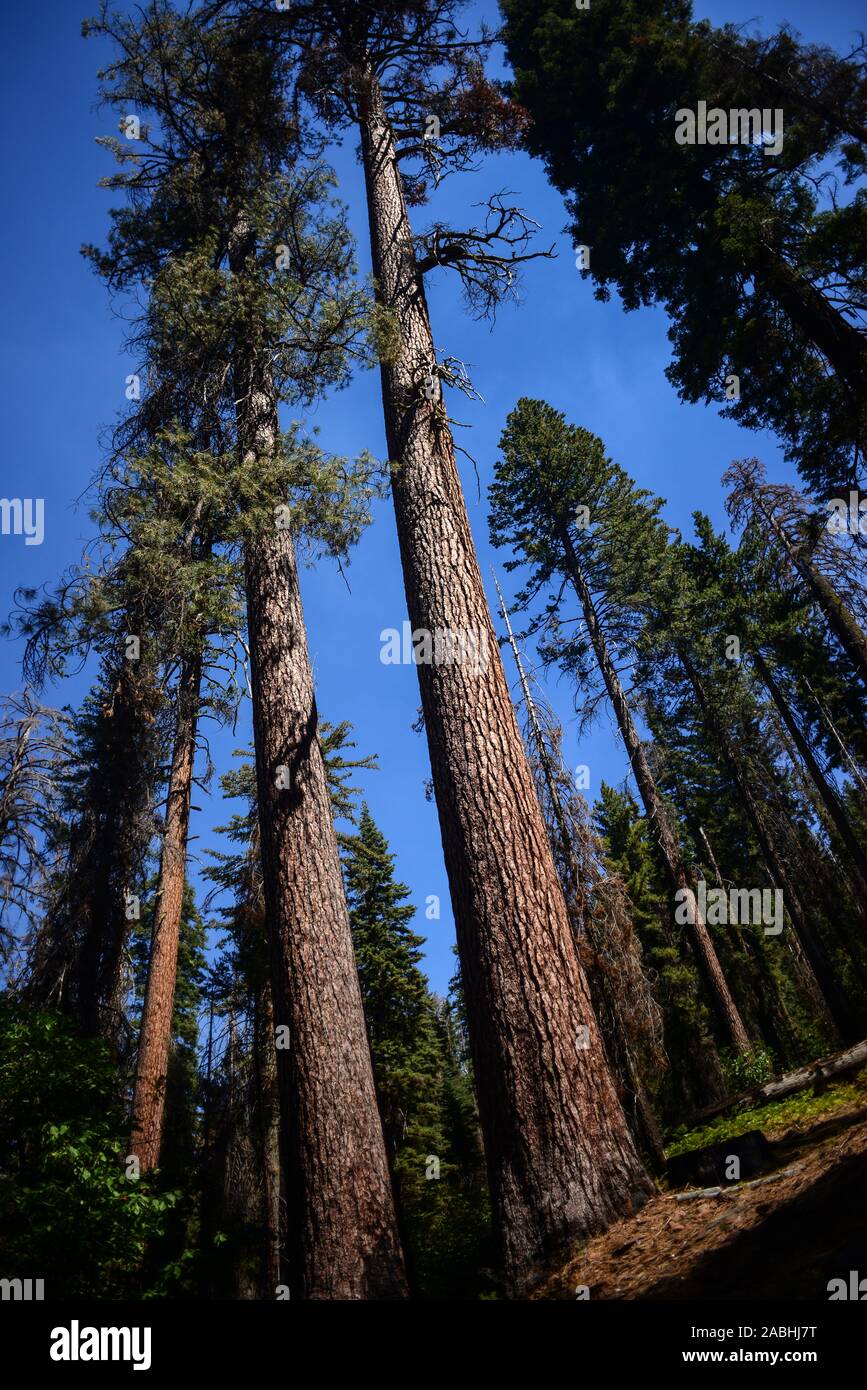 Sentier de Tuolumne Grove de séquoias géants, Yosemite National Park, California, United States Banque D'Images