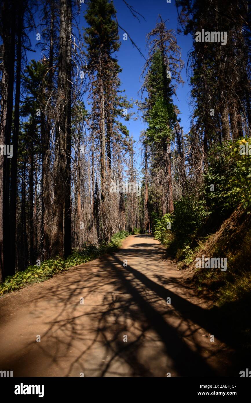 Sentier de Tuolumne Grove de séquoias géants, Yosemite National Park, California, United States Banque D'Images