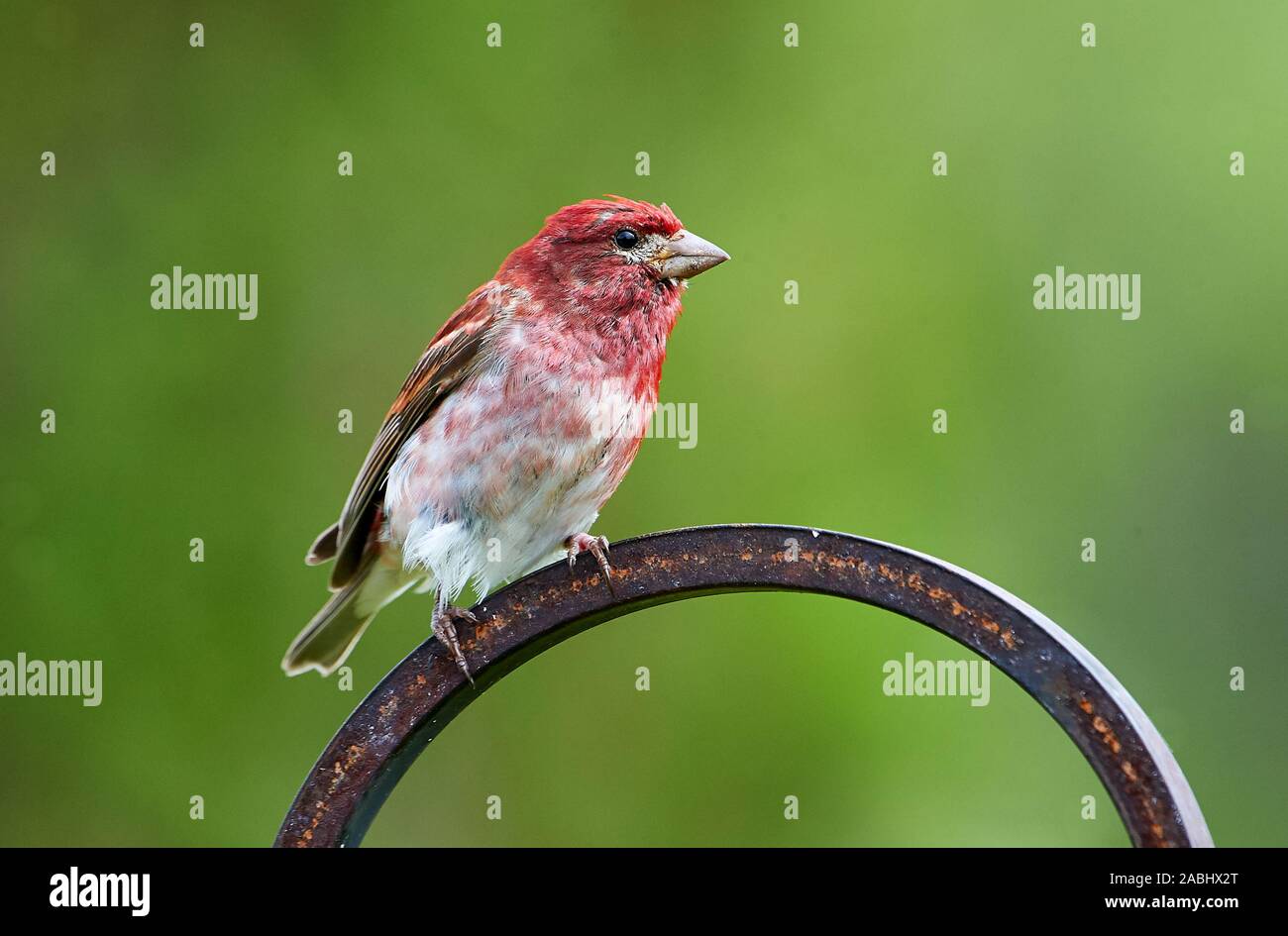 Roselin pourpré (Carpodacus purpureus) perchée dans un jardin Cherry Hill, Nouvelle-Écosse, Canada Banque D'Images