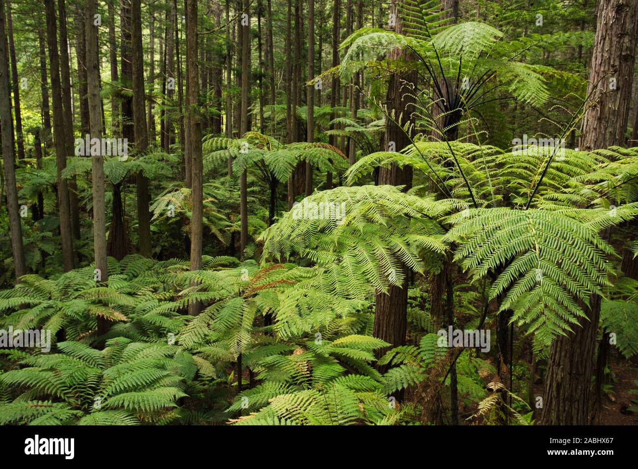 Forêt de fougères arborescentes et de séquoias géants dans la forêt de Whakarewarewa près de Rotorua, Nouvelle-Zélande Banque D'Images