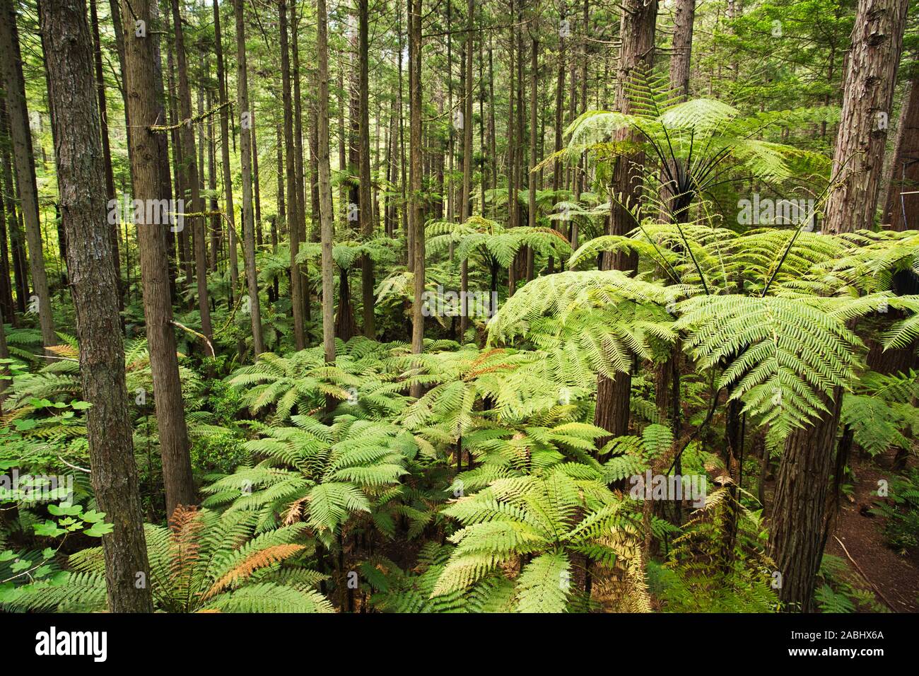 Forêt de fougères arborescentes et de séquoias géants dans la forêt de Whakarewarewa près de Rotorua, Nouvelle-Zélande Banque D'Images