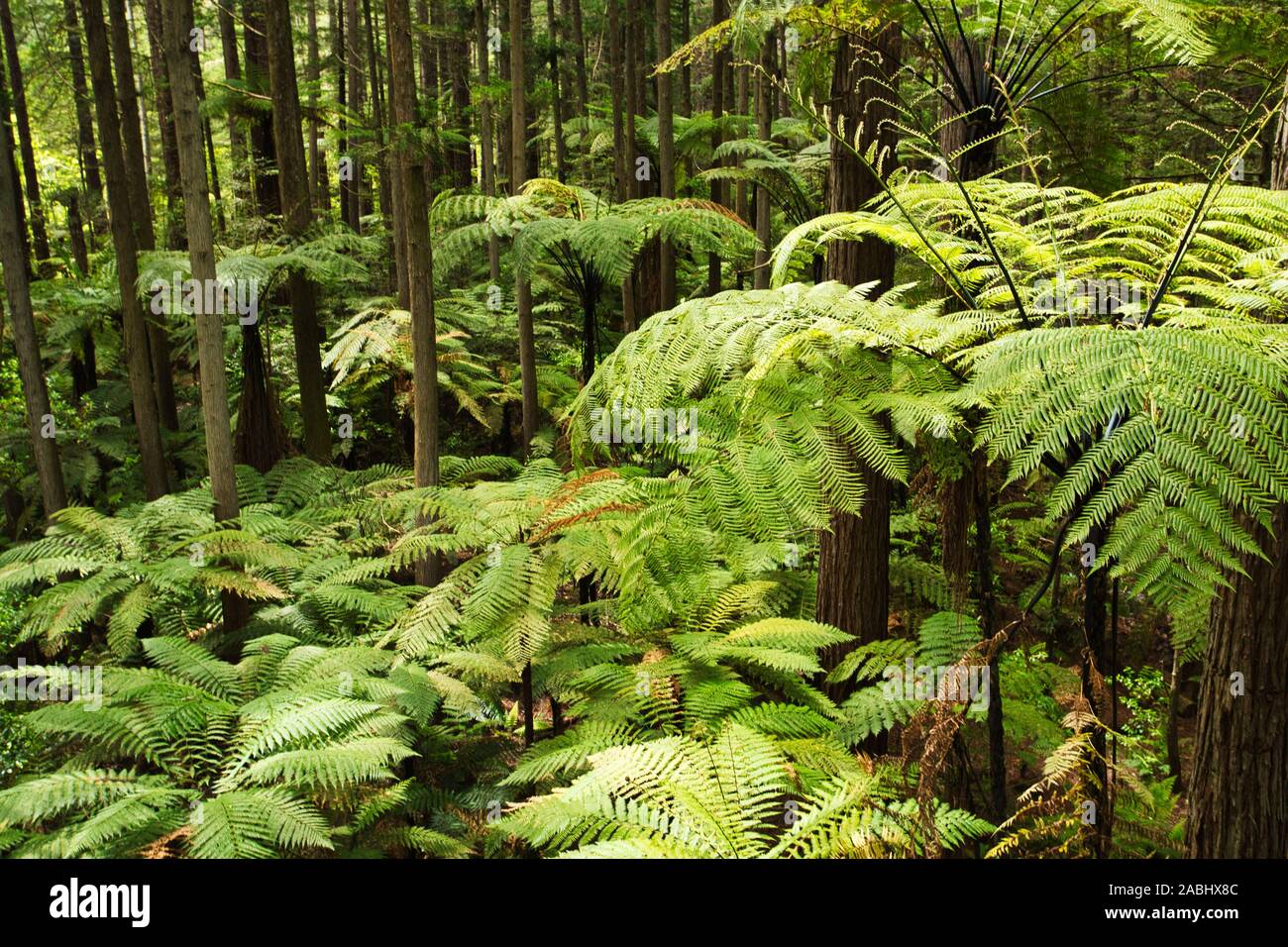 Forêt de fougères arborescentes et de séquoias géants dans la forêt de Whakarewarewa près de Rotorua, Nouvelle-Zélande Banque D'Images