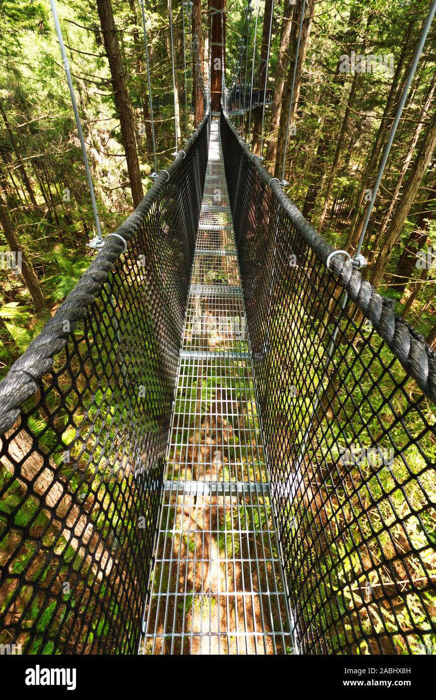 Treewalk à travers forêt de fougères arborescentes et de séquoias géants dans la forêt de Whakarewarewa près de Rotorua, Nouvelle-Zélande Banque D'Images