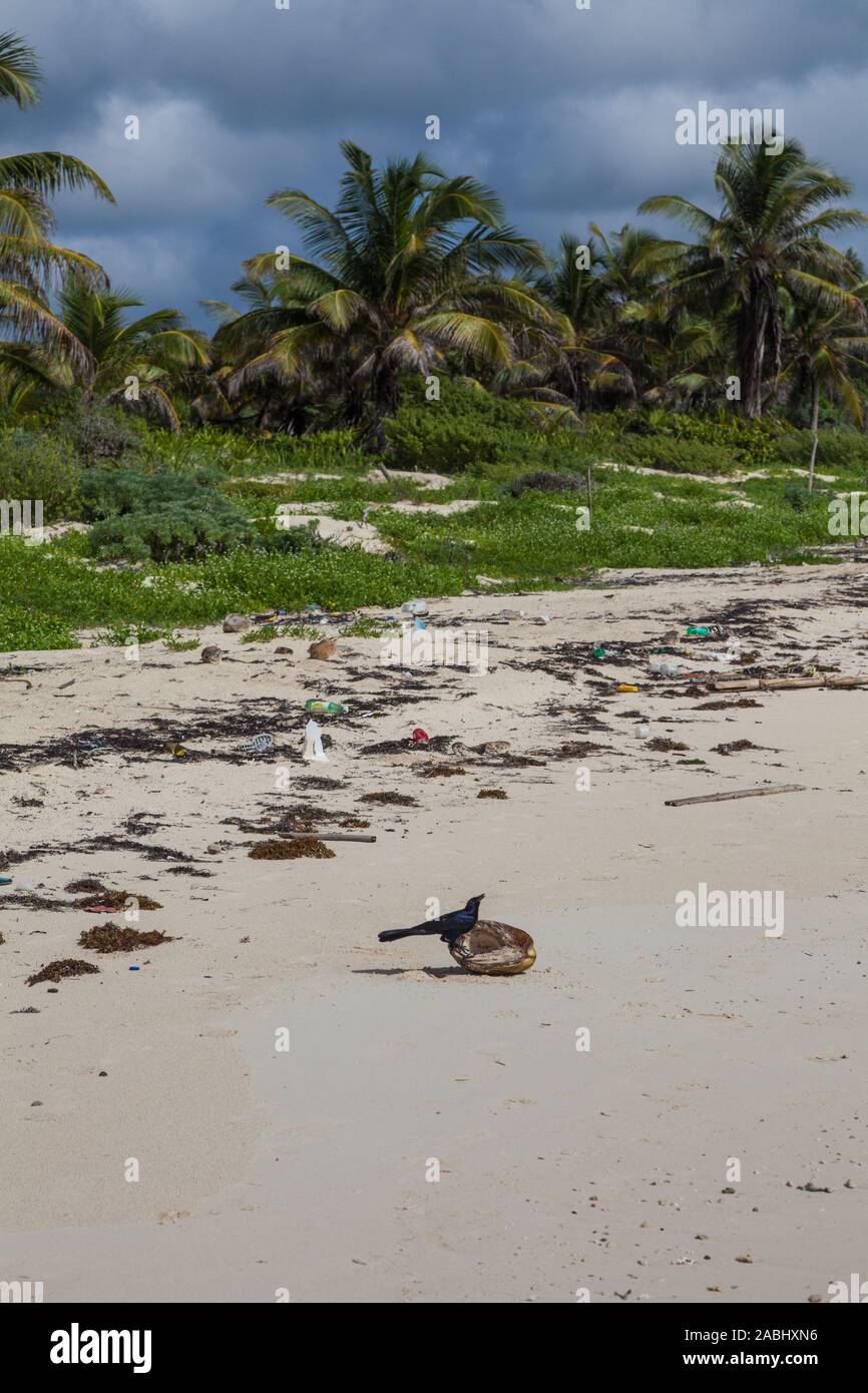 Quiscale bronzé à longue queue de manger d'un split Cocont sur une plage de la Riviera Maya au Mexique avec un assortiment de couverts plastc corbeille Banque D'Images