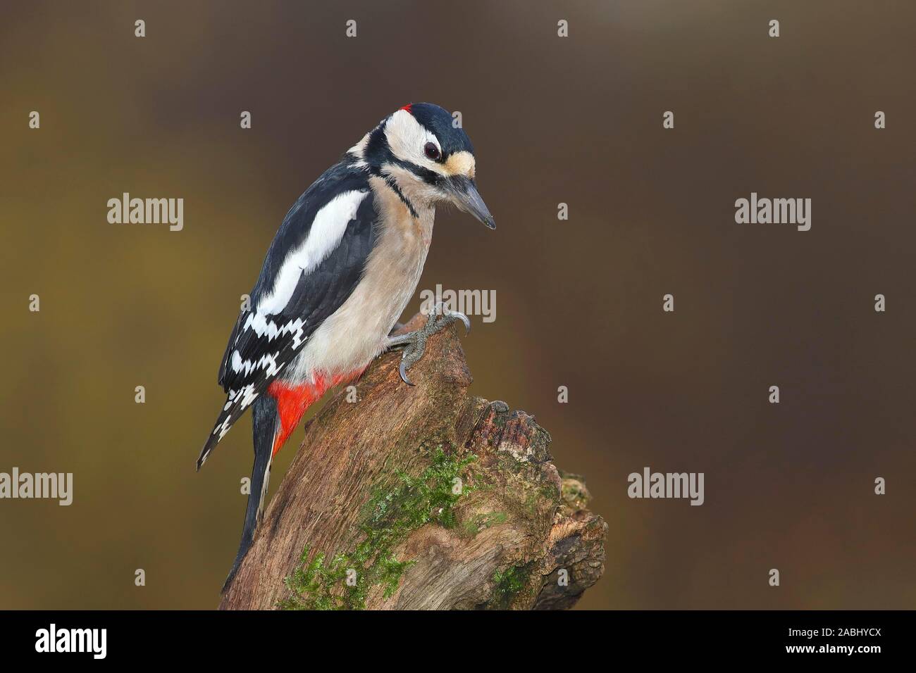 Great spotted woodpecker (Dendrocopos major), l'homme est assis sur le tronc d'arbre noueux, Siegerland, Rhénanie du Nord-Westphalie, Allemagne Banque D'Images