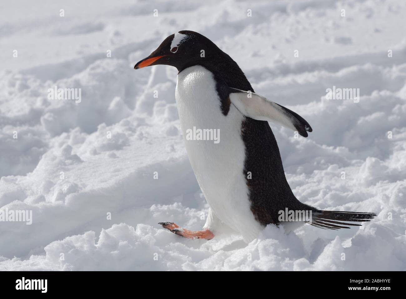 Gentoo pingouin (Pygoscelis papua) court dans la neige, l'Île Danco, Péninsule Antarctique, l'Antarctique Banque D'Images