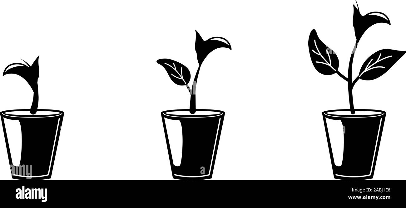 Définir trois plantes en pot les icônes des glyphes. Accueil jardinage éléments de conception. Phases de croissance. Infographie - la croissance et l'évolution concept. Silhouettes vecteur par Vue de face sur fond blanc isolé. Illustration de Vecteur