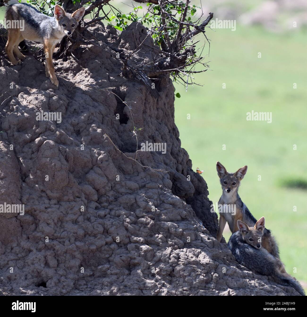 Le chacal à dos noir (Canis mesomelas) petits jouant à l'extérieur de leur tanière dans une termitière. Parc national de Serengeti, Tanzanie. Banque D'Images