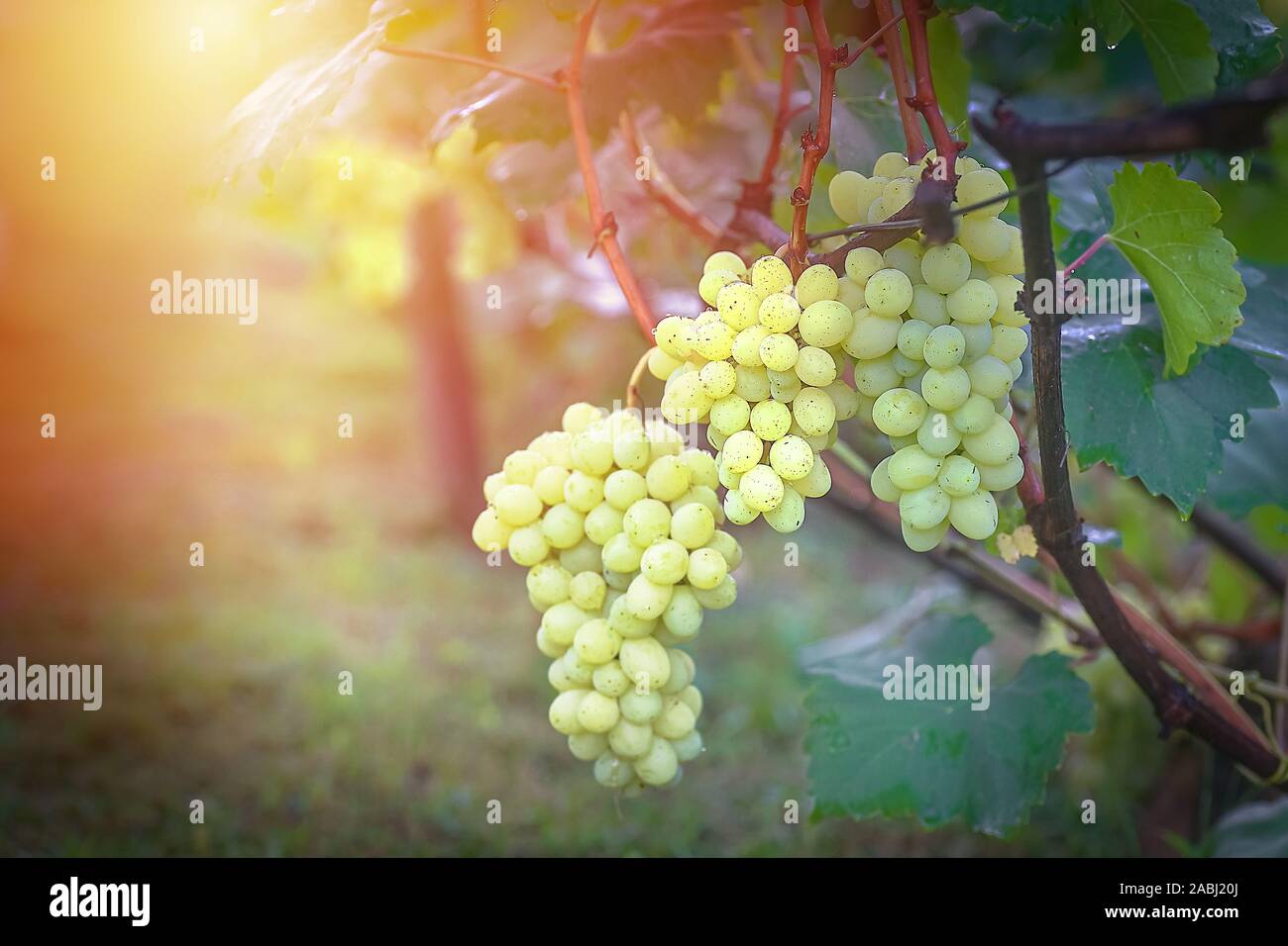 Grappe de raisins sur la vigne vignerons. insunshine raisins sur la vigne. vin vert. Concept de la récolte. Ingrédients pour la production de vin. Accueil vinification. L'AGROALIMENTAIRE Banque D'Images