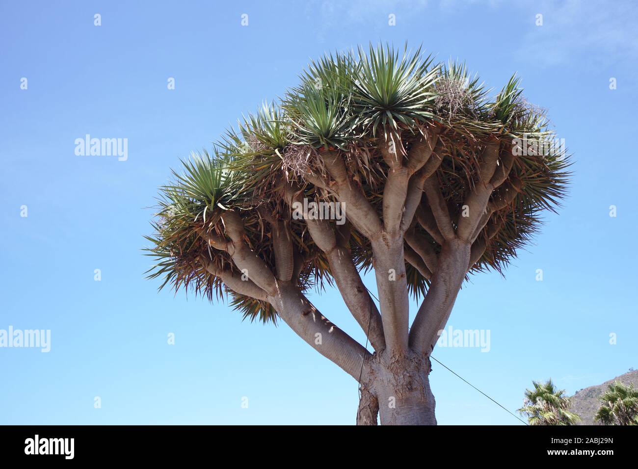 Vue du sol d'un grand spécimen de drago sur l'île de Tenerife, Espagne Banque D'Images