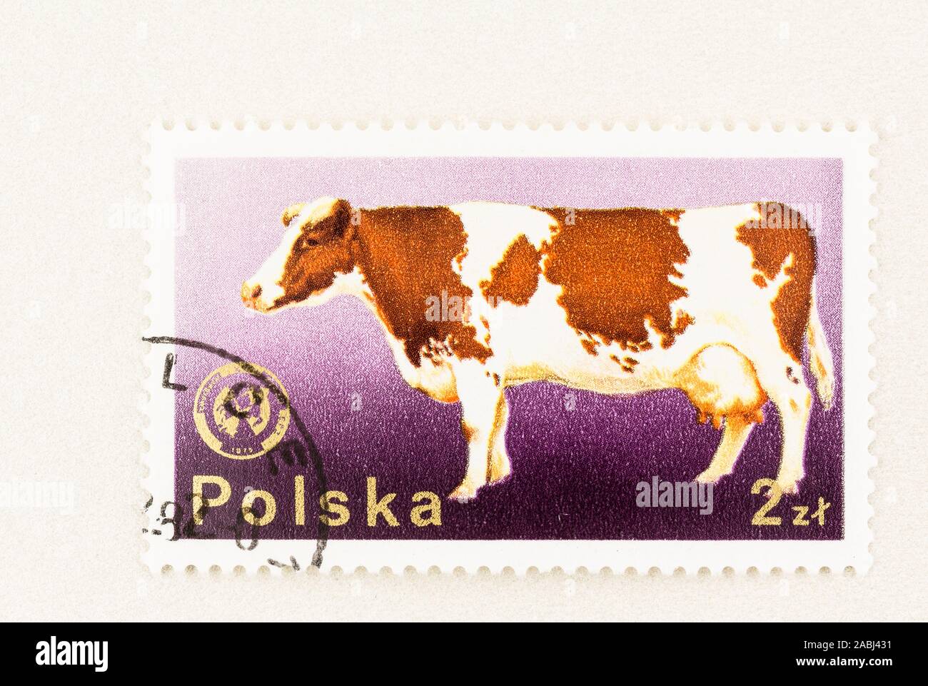 SEATTLE WASHINGTON -Novembre 21, 2019:1964 Stamp à partir de la Pologne avec lait Holstein rouge et blanc de bord. Scott #  2100. Banque D'Images