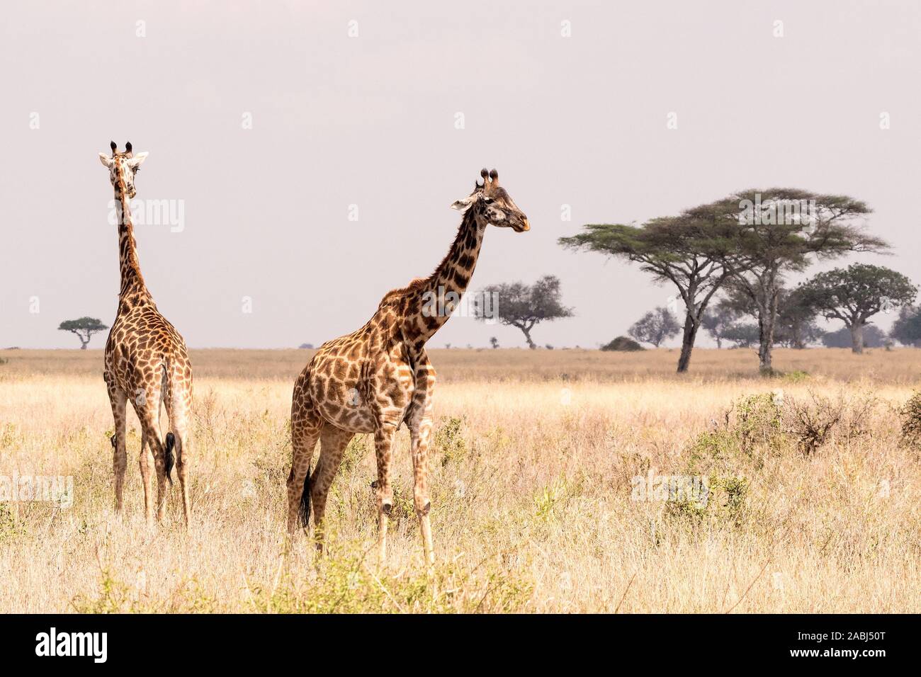 Girafe Masaï Banque D'Images