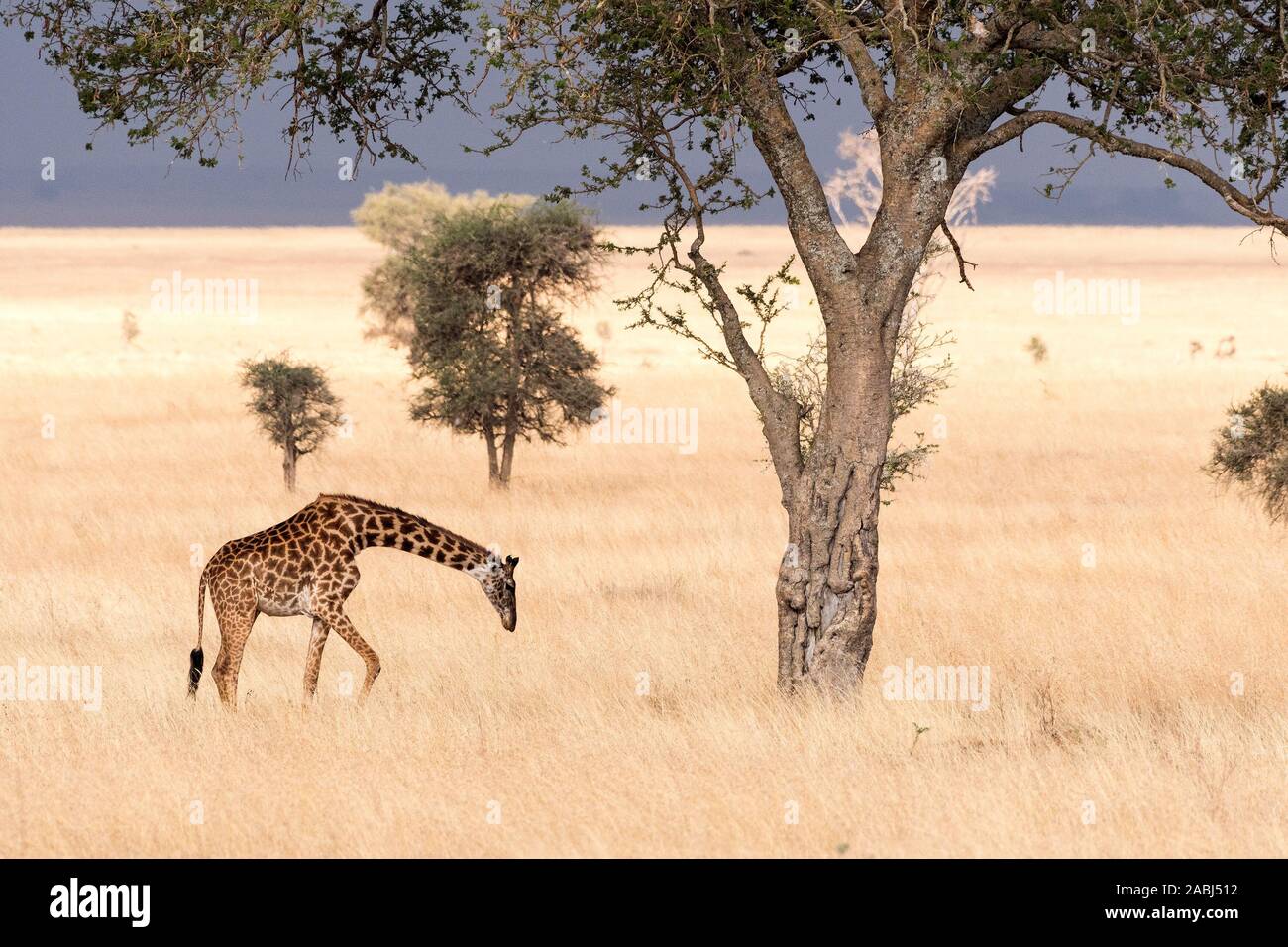 Girafe Masaï Banque D'Images