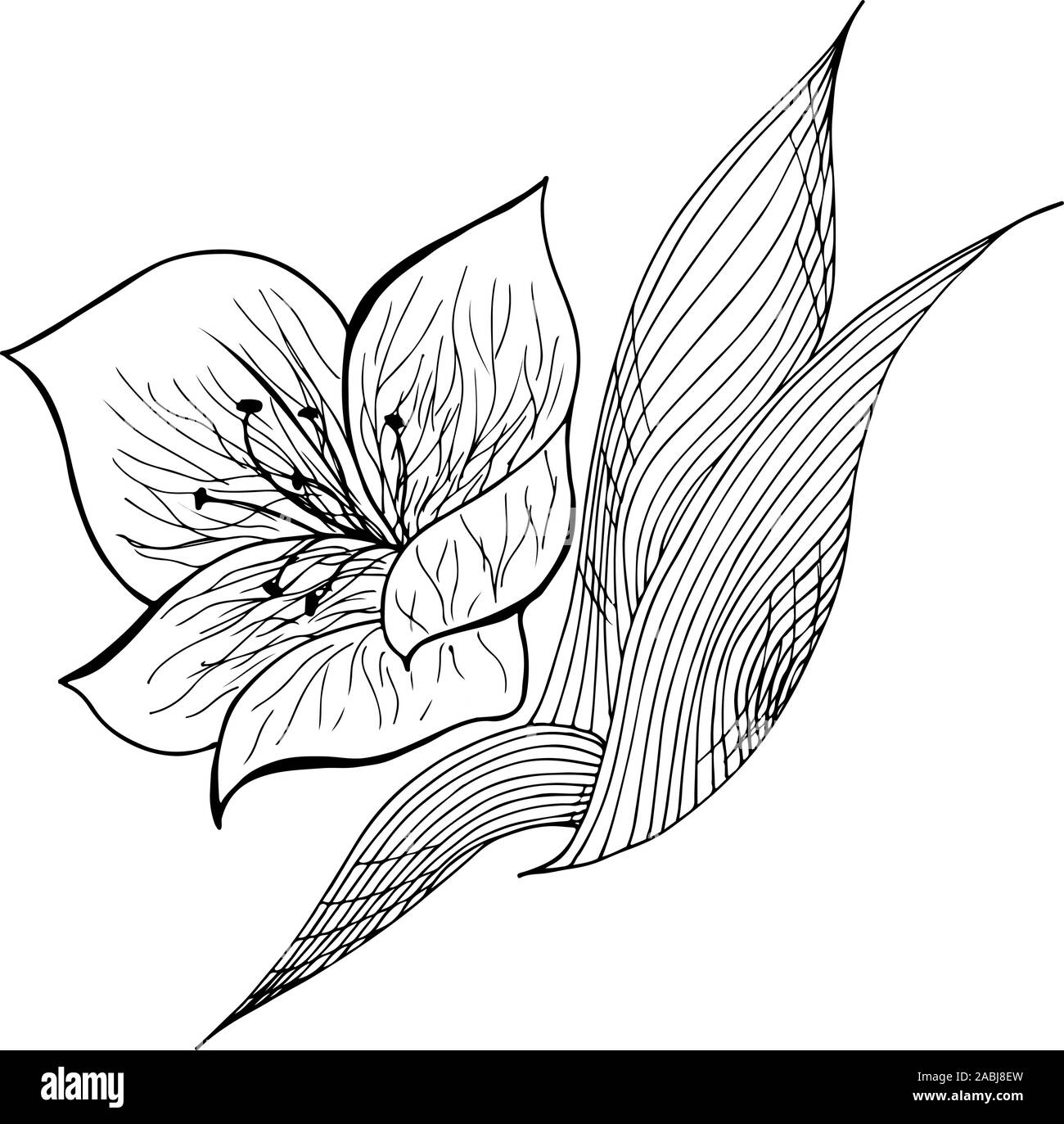 Dessinés à la main, gravée abstract orchid. Fleurs rétro contour main orchidée, grande conception pour tout usage. Contours vecteur. Arrière-plan de la nature. Scieries de pla Illustration de Vecteur