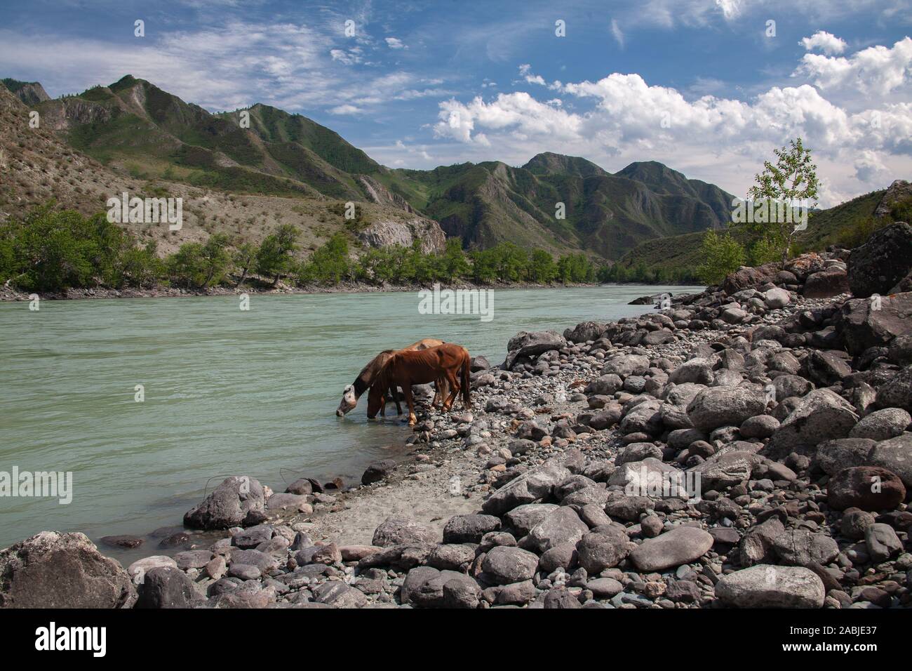 Paysages de la Mongolie Hovd, rivière avec troupeau de chevaux Banque D'Images