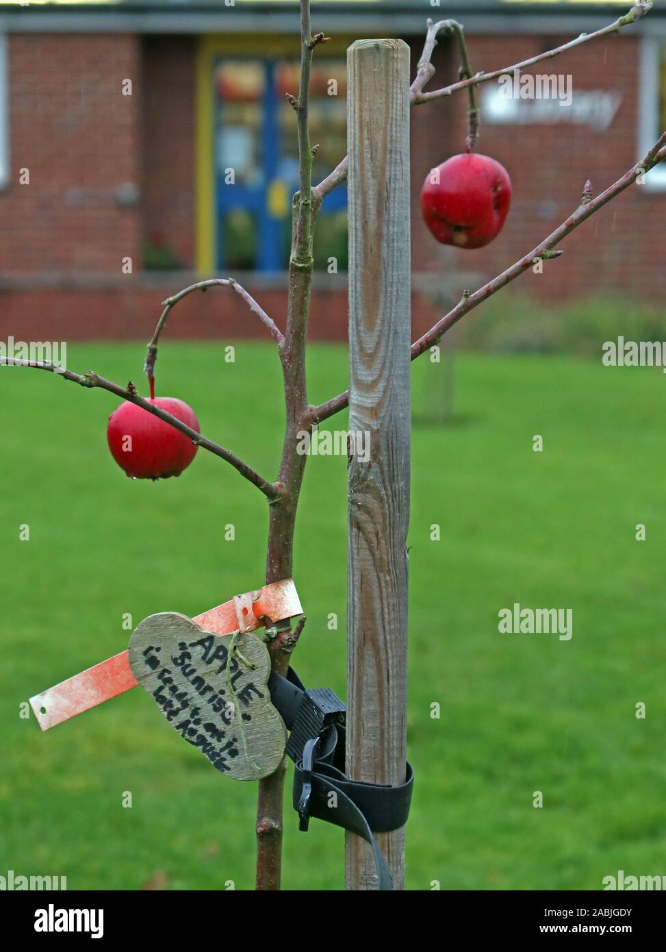 John Ashby Apple Tree,Sunrise,Grappenhall Community Library,25 Albert Rd, Grappenhall, Warrington,Cheshire,Angleterre,Royaume-Uni, WA4 2PF Banque D'Images