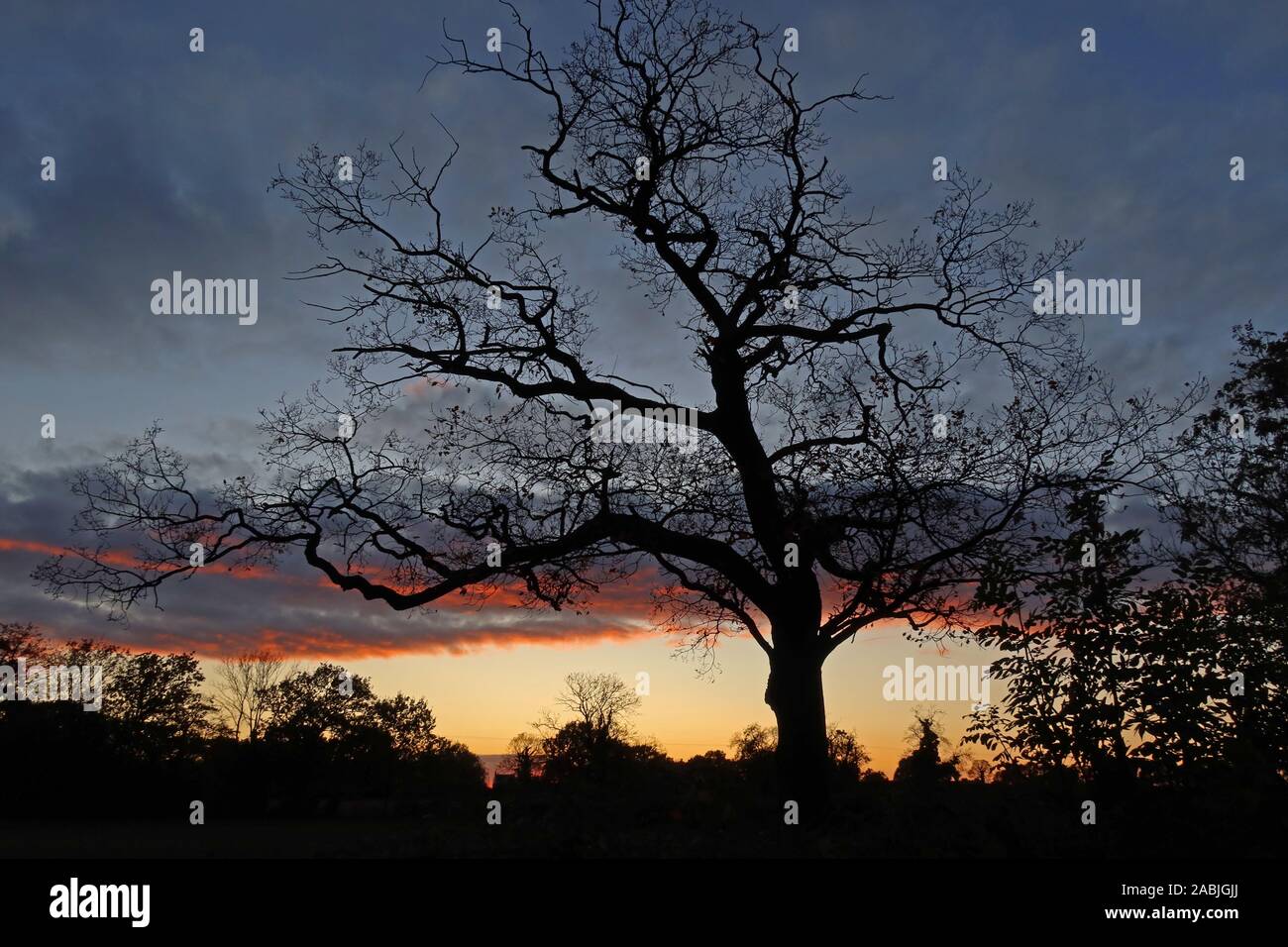 Arbre sans feuilles, coucher de soleil d'hiver, crépuscule, Antrobus Village, Northwich, Cheshire, Angleterre, Royaume-Uni, CW9 6LB Banque D'Images