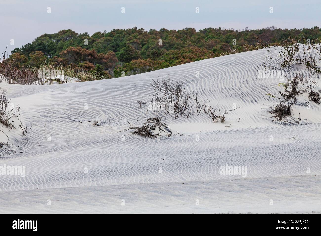 Dunes de sable et forêts de pin à encens en octobre le long de la côte atlantique de l'Assateague Island National Littoral, Maryland, USA. Banque D'Images