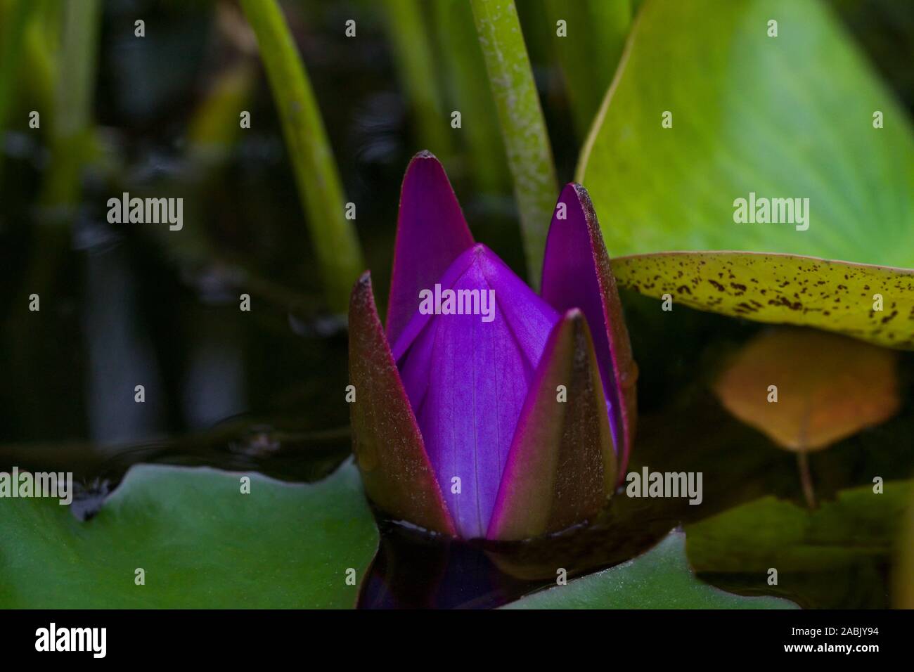 Fleur de lotus égyptien fermé (Nymphaea caerulea) dans un étang. Erholungspark Marzahn Berlin Banque D'Images