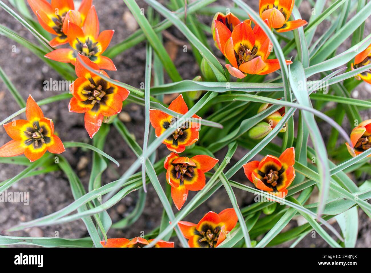 Tulipes orange Tulipa « petite princesse » Banque D'Images