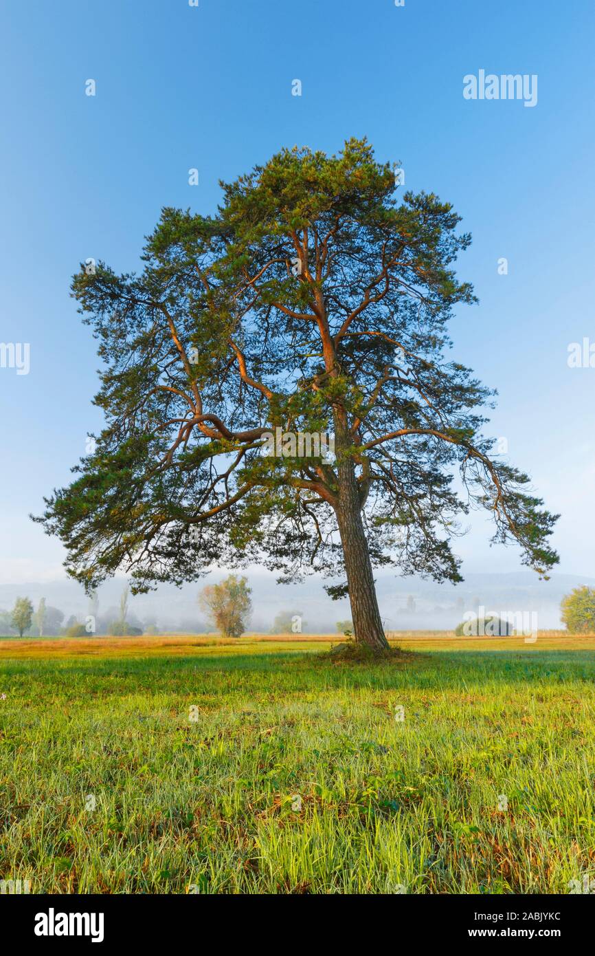 Le pin sylvestre (Pinus sylvestris), seul arbre. La Suisse Banque D'Images