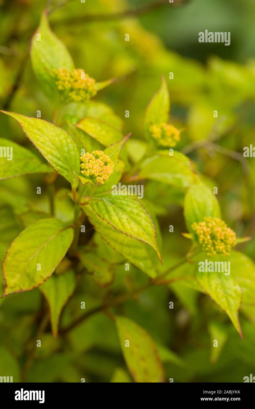 Gros plan sur la jeune plante de l'Hydrangea serrata Oamacha japonais. Une plante d'exception utilisé comme substitut du sucre, thé et dans les rituels au Japon. - Début Banque D'Images