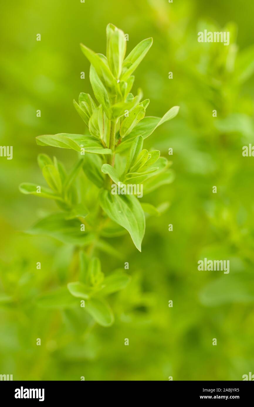 Close up of young st. john's wort plantes avec origines blured au début du printemps. L'Hypericum perforatum est utilisé comme herbe médicinale avec possible Banque D'Images