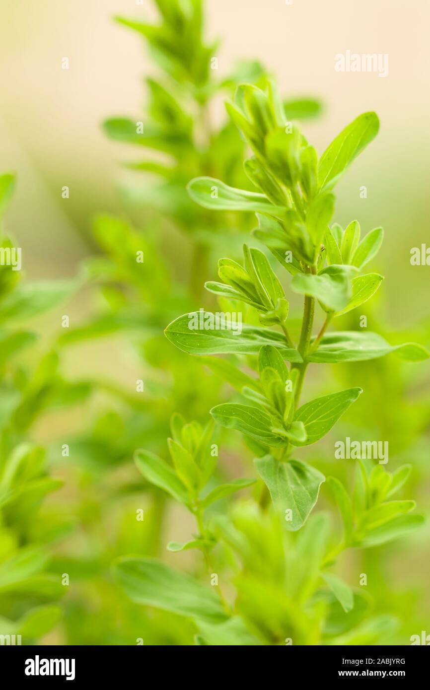 Close up of young st. john's wort plantes avec origines blured au début du printemps. L'Hypericum perforatum est utilisé comme herbe médicinale avec possible Banque D'Images
