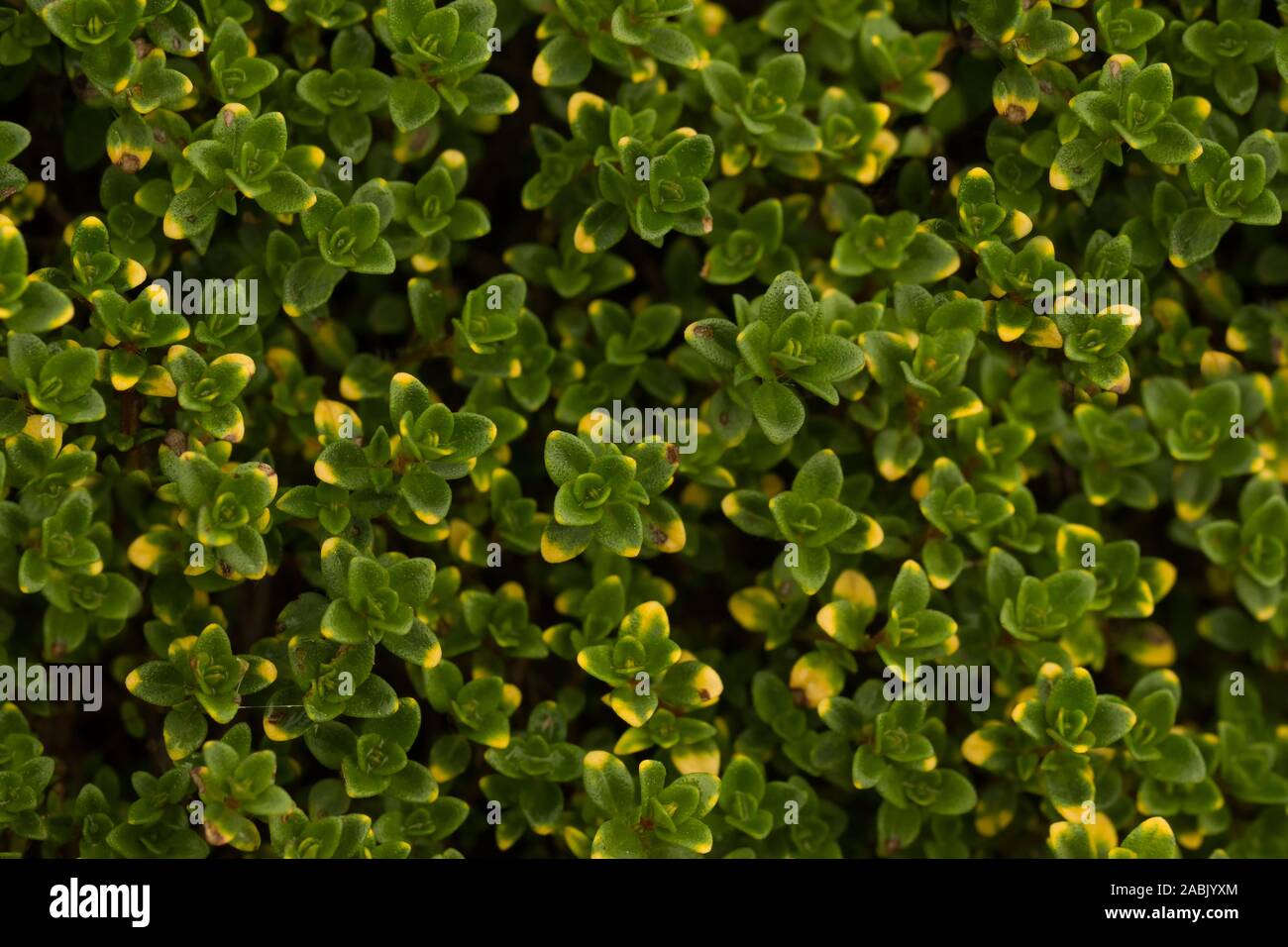 Contexte hors de thymus vulgaris plantes. Également appelé thym commun, thym thym jardin allemand, ou tout simplement le thym, copy space Banque D'Images