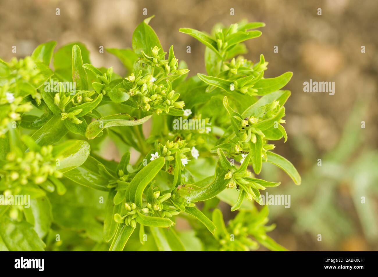 Stevia rebaudiana est une espèce végétale dans le genre Stevia de la famille du tournesol (Asteraceae). Il est communément connu sous le candyleaf, sweetleaf ou Banque D'Images