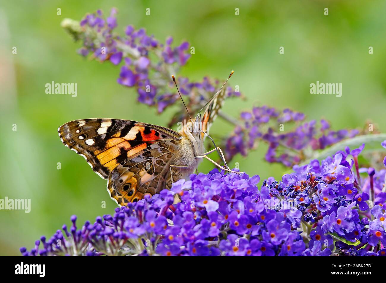 Flowers For Flower Lovers Butterfly Bush Flowers