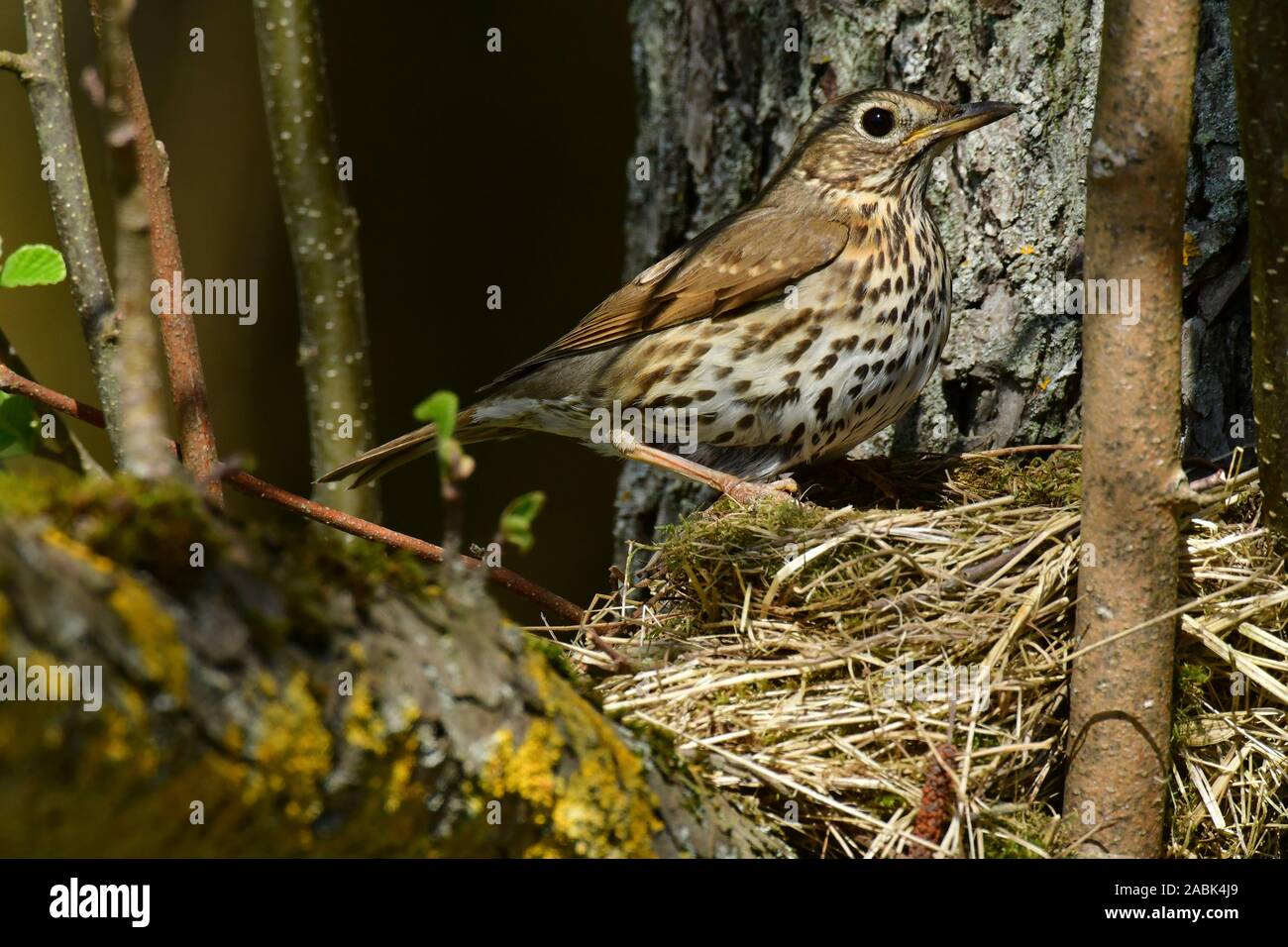 Grive musicienne (Turdus philomelos). Des profils au nid dans la fourche d'un arbre. Allemagne Banque D'Images