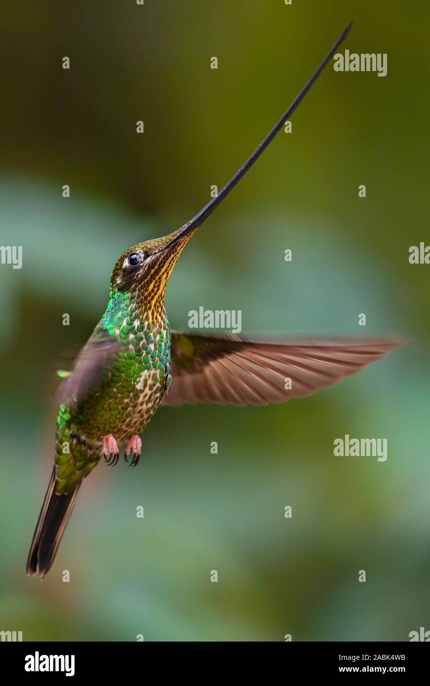 Épée-billed Hummingbird - Ensifera ensifera, long bec populaires de pentes andines colibri d'Amérique du Sud, l'Équateur, de Yanacocha. Banque D'Images