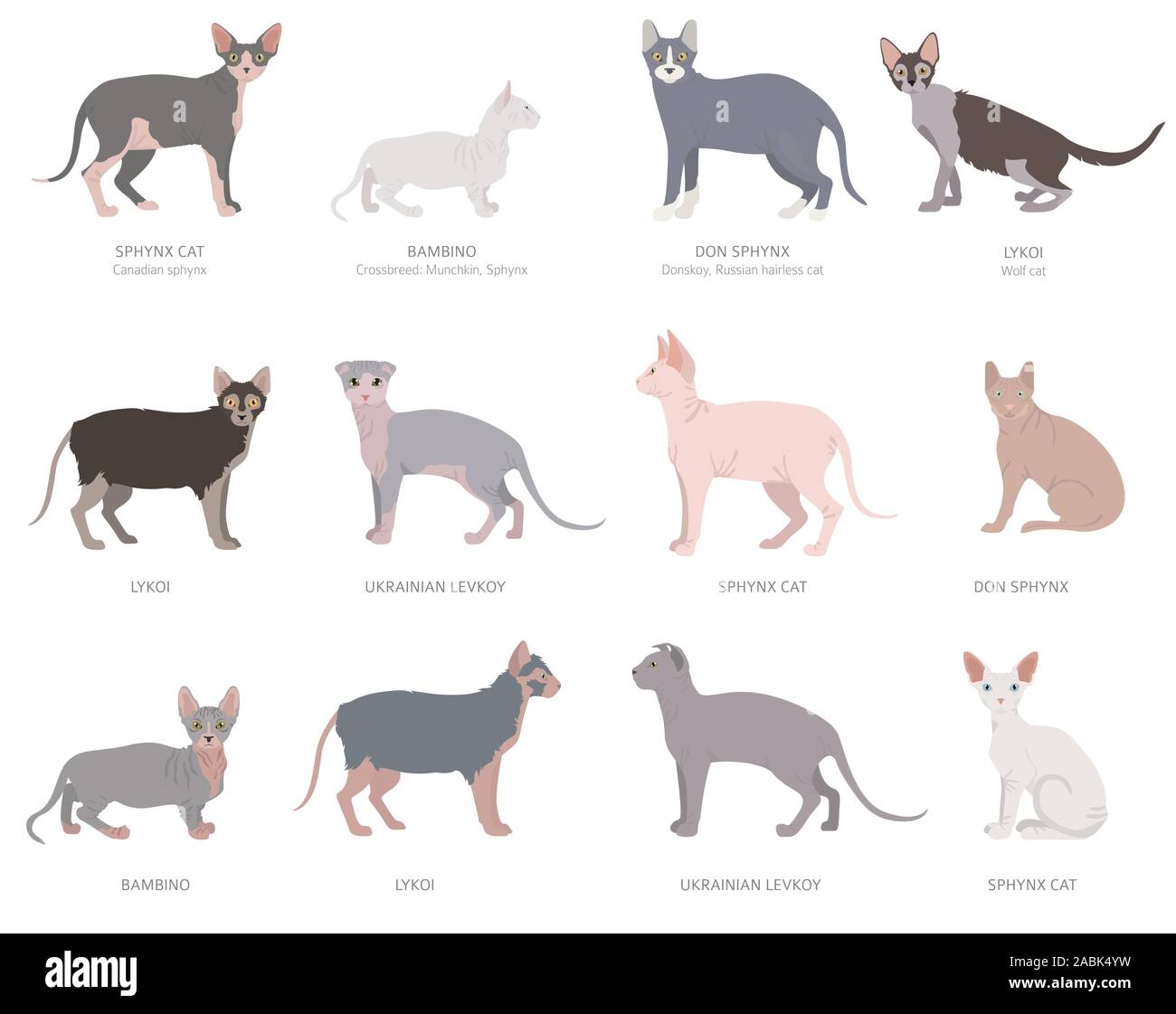 Les chats sans poils, sphynxs. Les races de chats domestiques et hybrides collection isolated on white. Style plat. Vector illustration Illustration de Vecteur