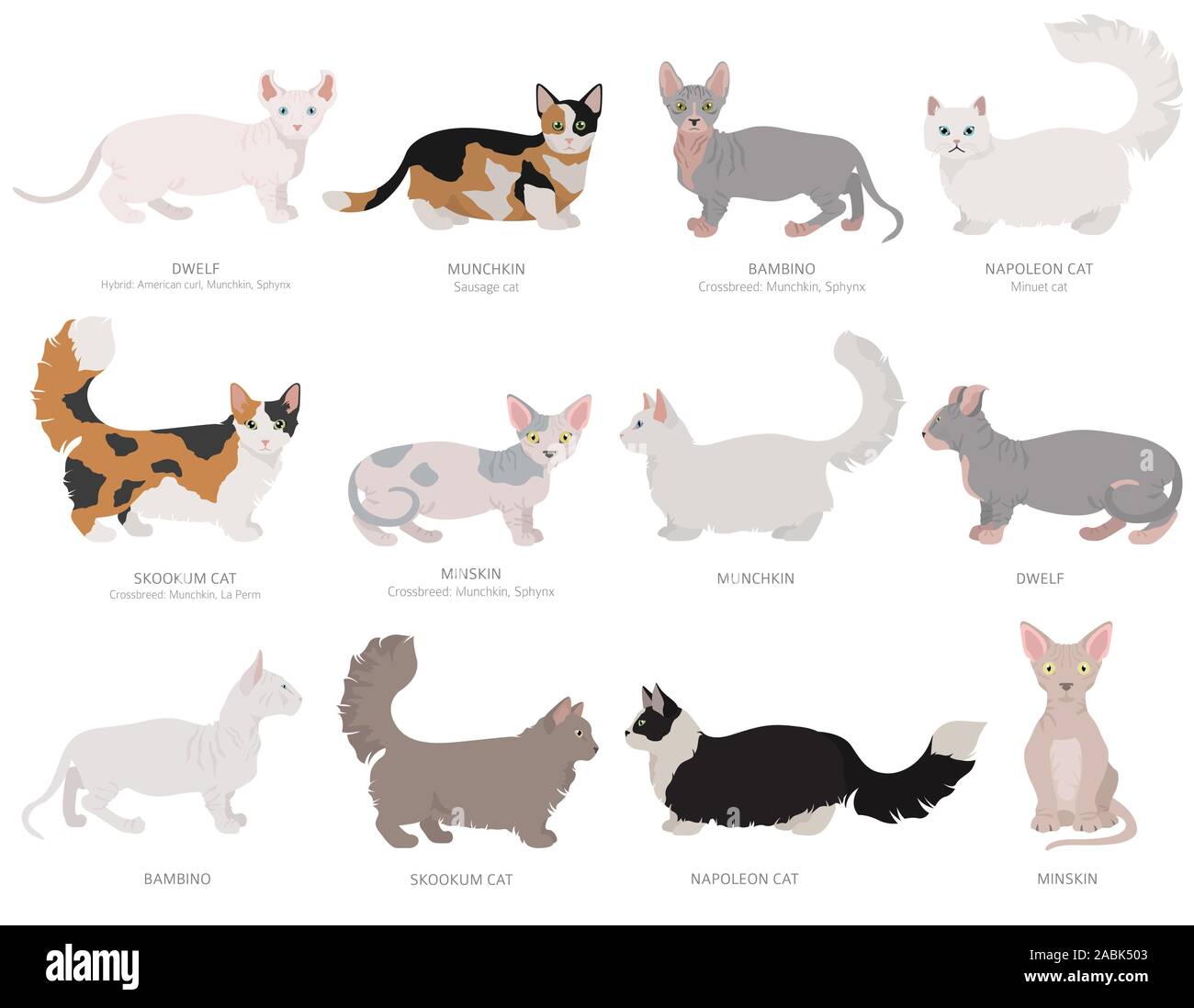 Dwarf, type miniature chats. Les races de chats domestiques et hybrides collection isolated on white. Style plat. Vector illustration Illustration de Vecteur