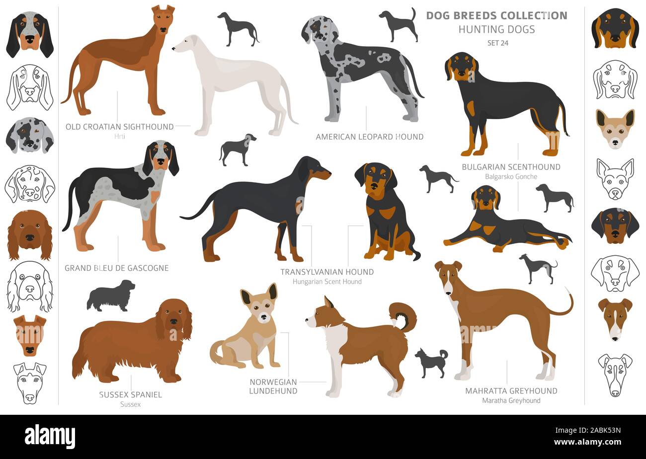 Les chiens de chasse collection isolated on white clipart. Style plat. Autre couleur, portraits et silhouettes. Vector illustration Illustration de Vecteur