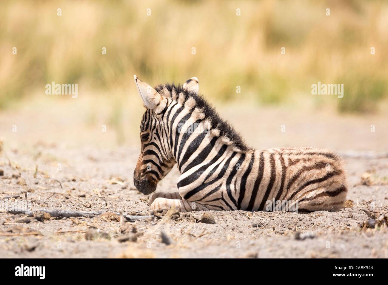 Close up d'un mignon bébé zèbre, Etosha, Namibie, Afrique Banque D'Images