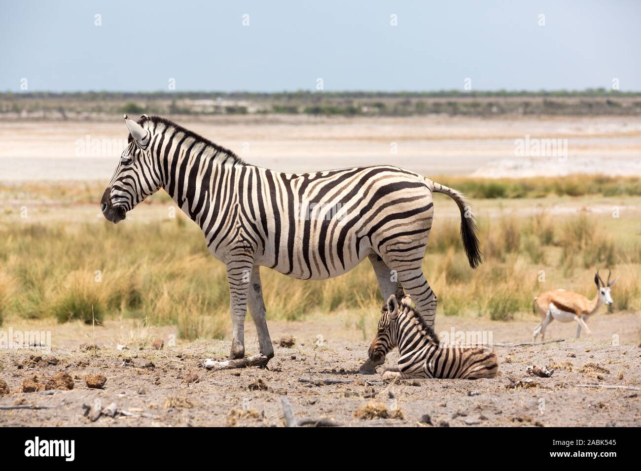 Petit bébé zebra assis à côté de sa mère, Etosha, Namibie, Afrique Banque D'Images